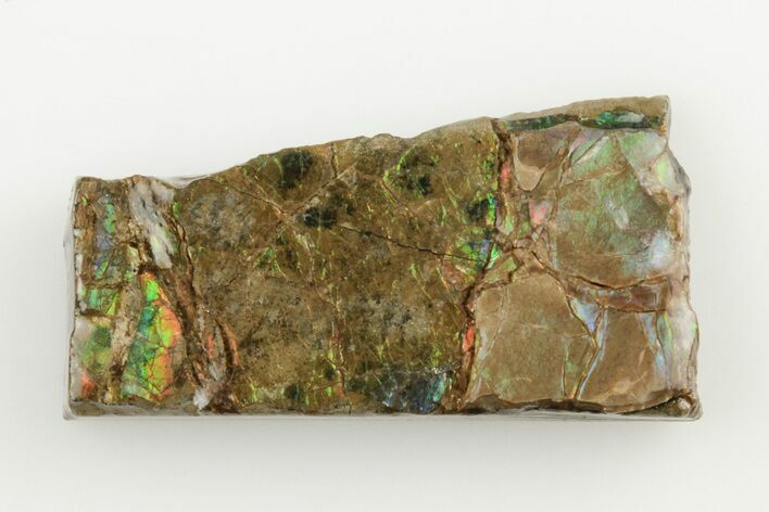 1.4" Iridescent Ammolite (Fossil Ammonite Shell) - Alberta, Canada